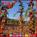 Order goji berries goji berry como tomar the goji berry